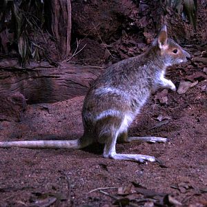 spectacled hare-wallaby (Lagorchestes conspicillatus)