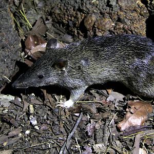 northern brown bandicoot (Isoodon macrourus)