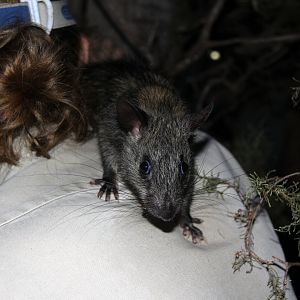 black-footed tree-rat or Djintamoonga (Mesembriomys gouldii)