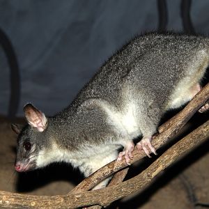 Northern brushtail possum (Trichosurus arnhemensis)