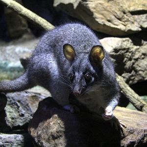 Northern brushtail possum (Trichosurus arnhemensis)