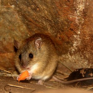 Grassland Melomys (Melomys burtoni)