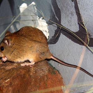 Grassland Melomys (Melomys burtoni)