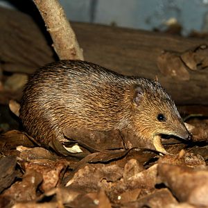 golden bandicoot (Isoodon auratus)
