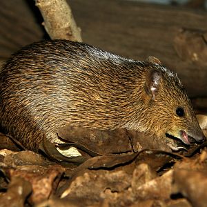golden bandicoot (Isoodon auratus)