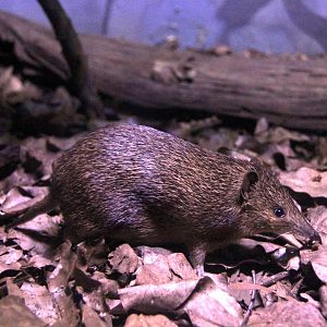 golden bandicoot (Isoodon auratus)