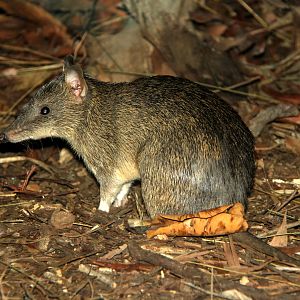 northern brown bandicoot (Isoodon macrourus)