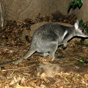 eastern short-eared rock-wallaby or Wilkins' rock-wallaby (Petrogale wilkinsi)