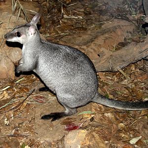 nabarlek (Petrogale concinna)