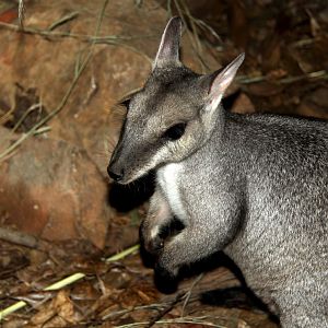 nabarlek (Petrogale concinna)