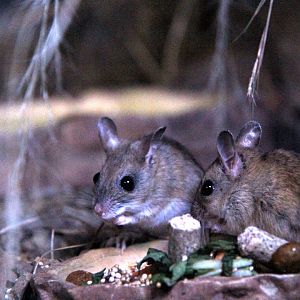 spinifex hopping mouse (Notomys alexis)