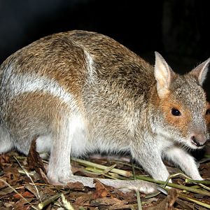 spectacled hare-wallaby (Lagorchestes conspicillatus)