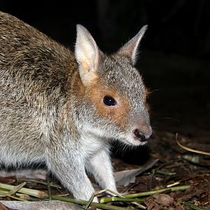 spectacled hare-wallaby (Lagorchestes conspicillatus)