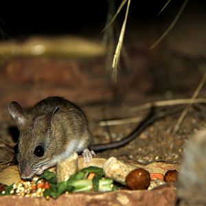 spinifex hopping mouse (Notomys alexis)