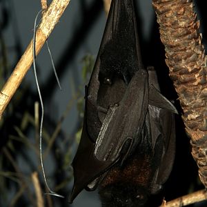 black flying fox or black fruit bat (Pteropus alecto)