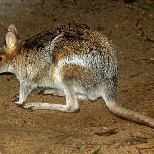 spectacled hare-wallaby (Lagorchestes conspicillatus)
