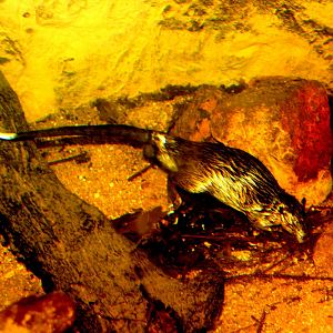 Australian water-rat or rakali (Hydromys chrysogaster)