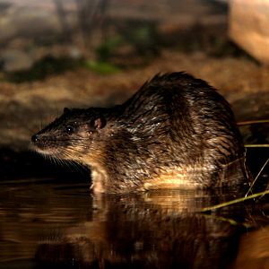 Australian water-rat or rakali (Hydromys chrysogaster)