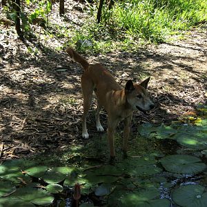 dingo (Canis lupus dingo)