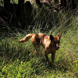 dingo (Canis lupus dingo)