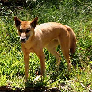 dingo (Canis lupus dingo)