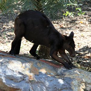 black wallaroo (Macropus bernardus)