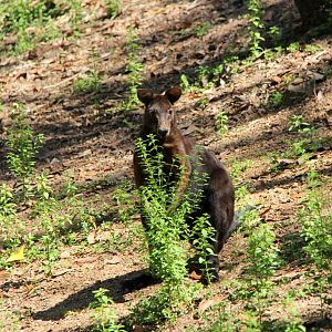 black wallaroo (Macropus bernardus)