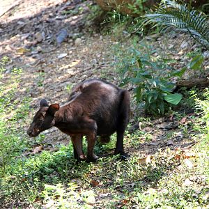 black wallaroo (Macropus bernardus)