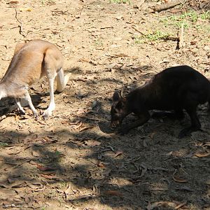 black wallaroo (Macropus bernardus) & Antelopine Wallaroo (Macropus antilopinus)