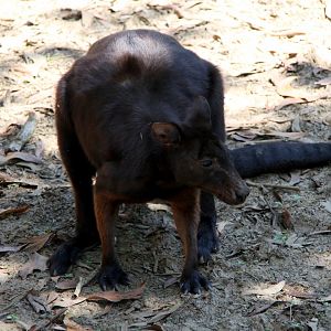 black wallaroo (Macropus bernardus)