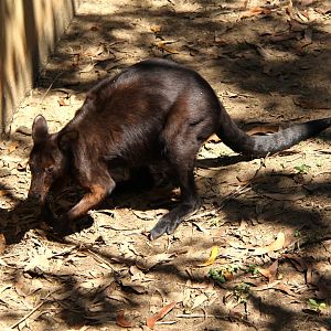 black wallaroo (Macropus bernardus)