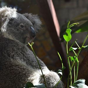 Queensland Koala (Phascolarctos cinereus adustus)