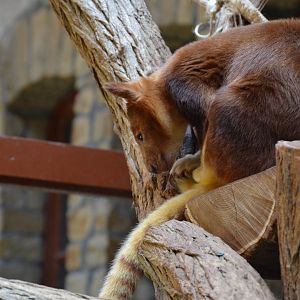 Goodfellow's Tree-kangaroo (Dendrolagus goodfellowi buergersi)
