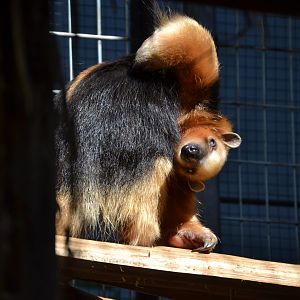 Southern Tamandua (Tamandua tetradactyla)