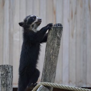 Spectacled Bear (Tremarctos ornatus)