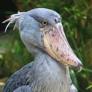 Wetlands - Shoebill