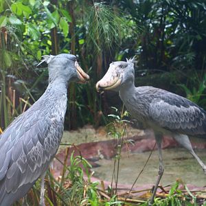 Wetlands - Shoebill