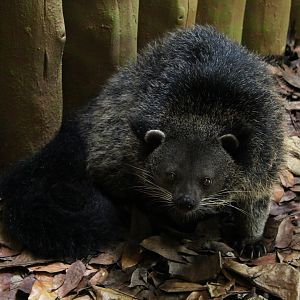 Palawan bingturong (Arctictis binturong whitei)