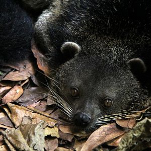 Palawan bingturong (Arctictis binturong whitei)