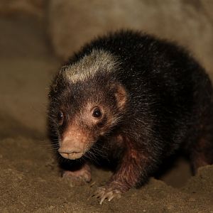 Palawan stink badger (Mydaus marchei)