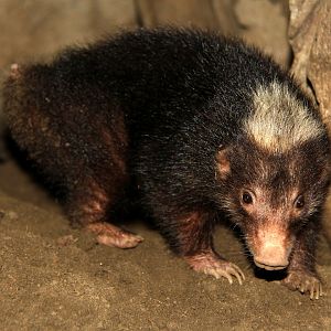 Palawan stink badger (Mydaus marchei)