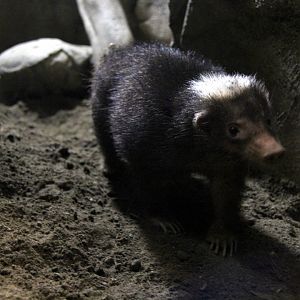 Palawan stink badger (Mydaus marchei)