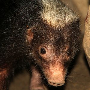 Palawan stink badger (Mydaus marchei)