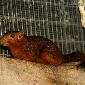 Philippine tree squirrel (Sundasciurus philippinensis)