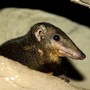 Palawan tree shrew (Tupaia palawanensis)