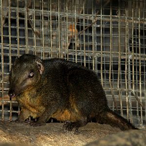 Palawan tree shrew (Tupaia palawanensis)