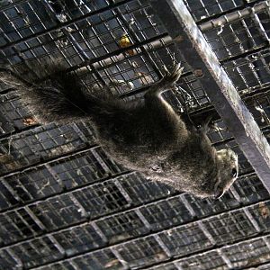 Finlayson's or variable squirrel (Callosciurus finlaysonii)