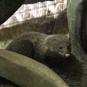 Palawan short-tailed mongoose (Herpestes brachyurus palawanus)