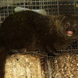 Palawan short-tailed mongoose (Herpestes brachyurus palawanus)