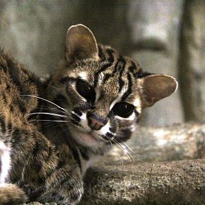 Visayan leopard cat (Prionailurus javanensis rabori)